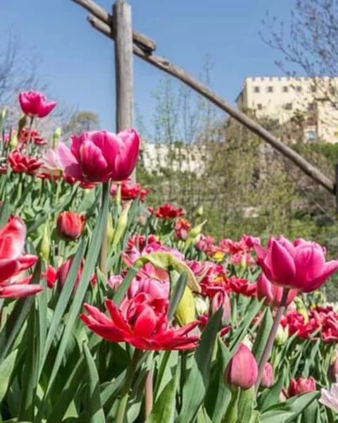 Die Tulpenblüte in den botanischen Gärten erleben