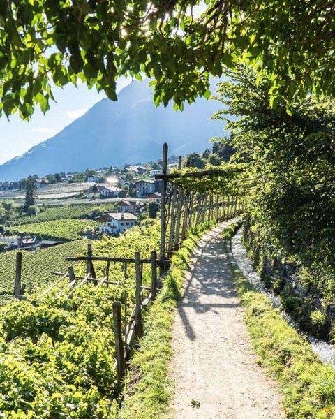 Algunder Waalweg zwischen Weinreben