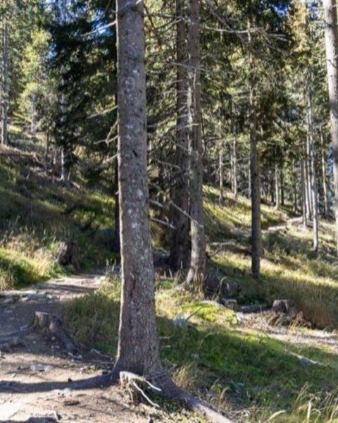 aschbach naturnser alm 04803