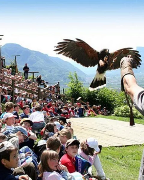 Flugschau der Greifvögel bei Schloss Tirol