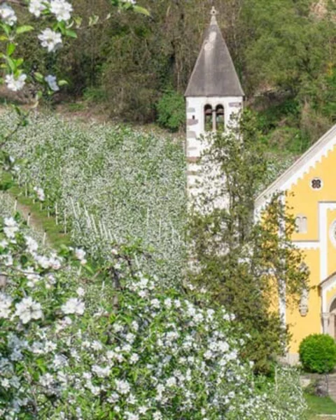 Die allererste Apfelblüte jagen