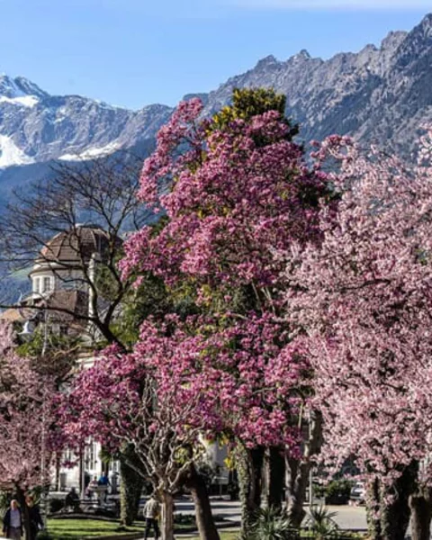 frühling in meran