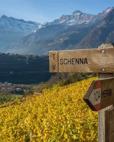 Die Herbstfärbung an den Weinhängen über Meran erleben
