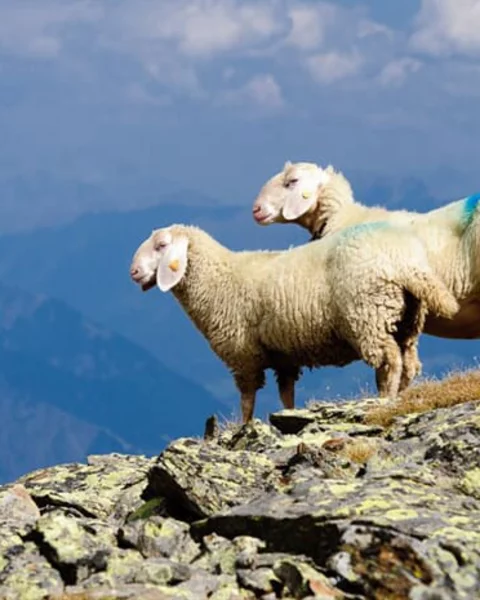 Den Schafabtrieb im Zieltal beobachten