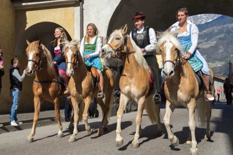 Der Haflinger Umzug in Meran
