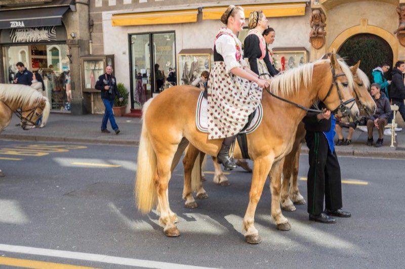 Der Haflinger Umzug in Meran