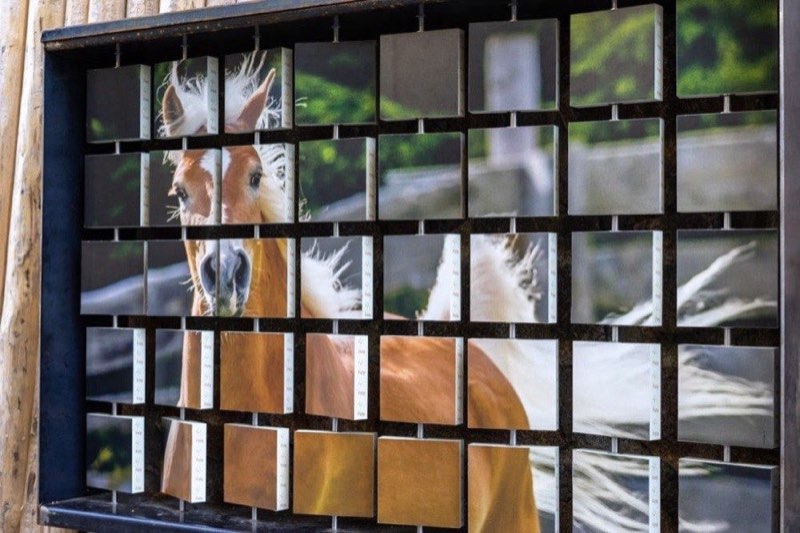 Der Haflinger Erlebnisweg