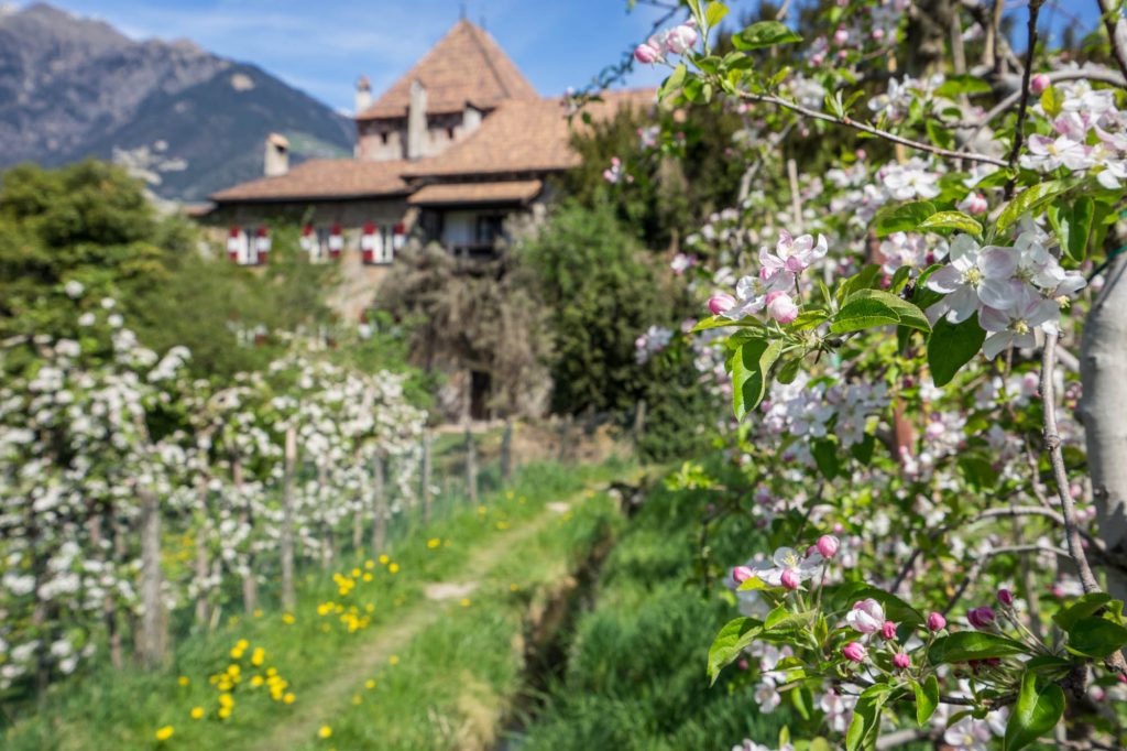 Blühende Bäume und Ansitz am Maiser Waalweg